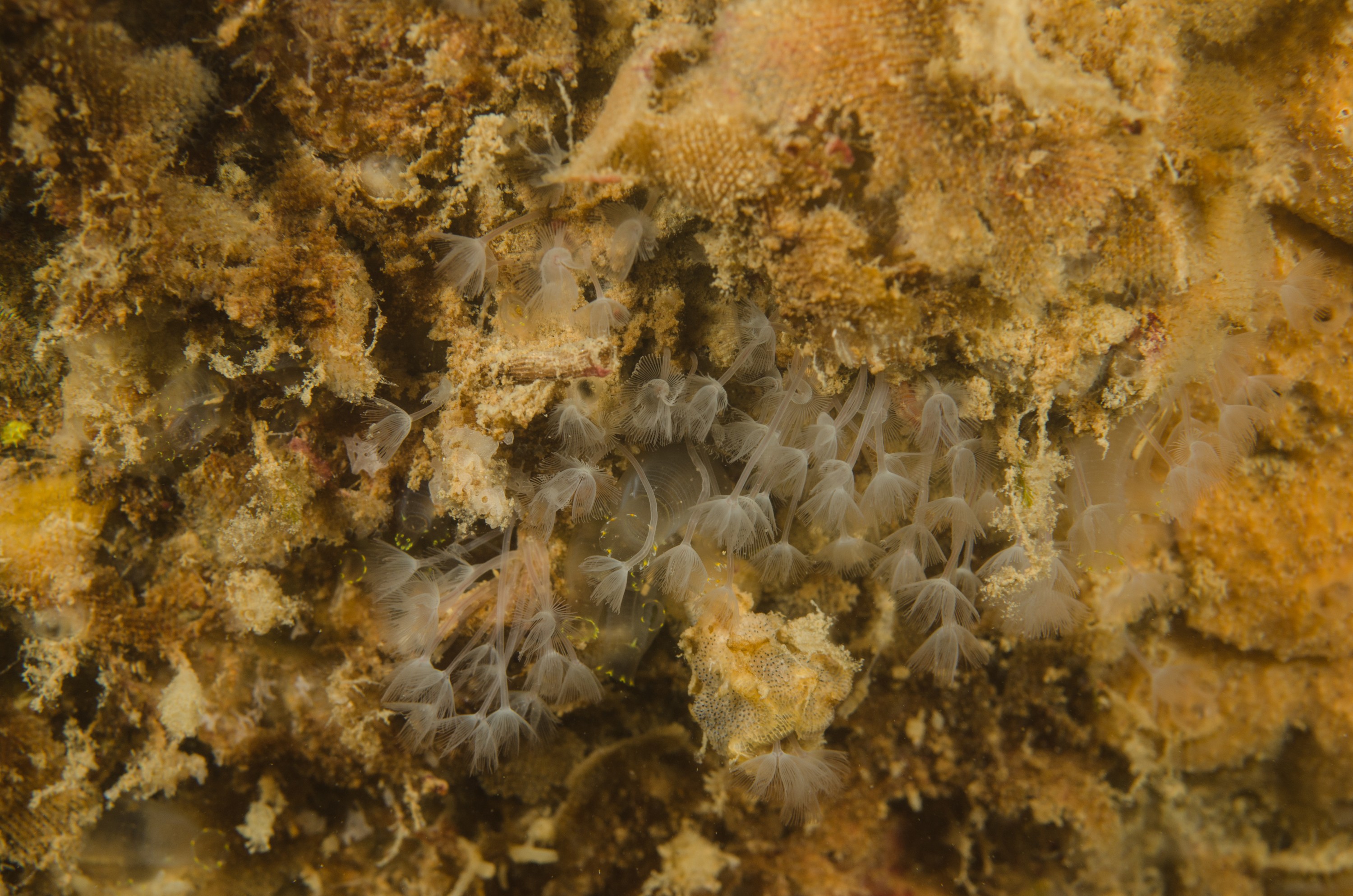 DSC_5975 – crispin, nz, new, zealand, new zealand, Phoronid, worm, Phoronis, ijimai, introduced, pest, marsden, cove, marina, white, worm